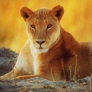 Meet your Posher, Makida